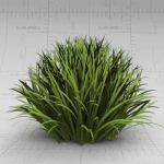 Generic clump of grass/border shrubbery. Approx. 1...