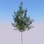 Low poly birch tree in seasonal variations
