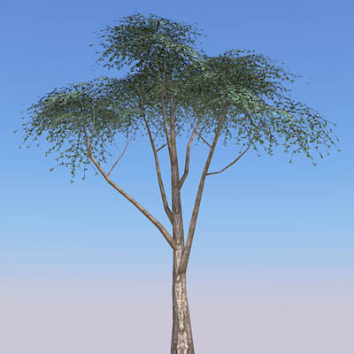 Low poly Acacia trees. 
