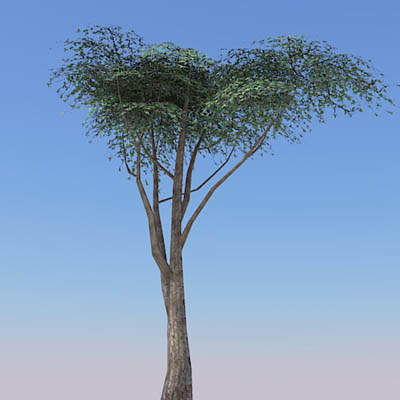 Low poly Acacia trees. 