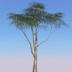 Low poly Acacia trees