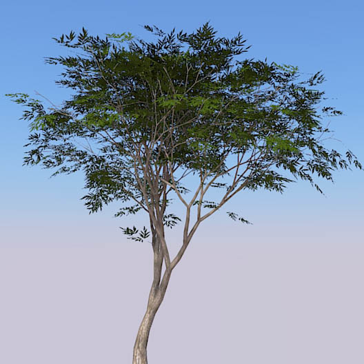 HD Acacia tree. 