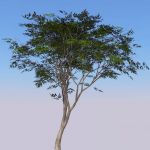 HD Acacia tree