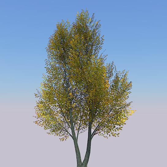 Generic tree with seasonal variations. 