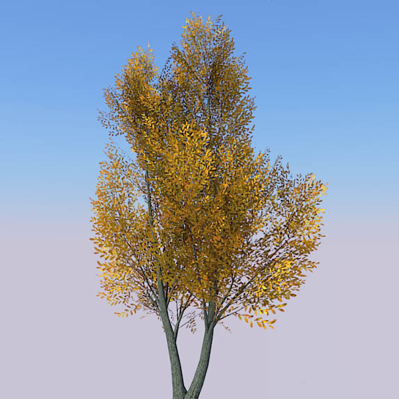 Generic tree with seasonal variations. 