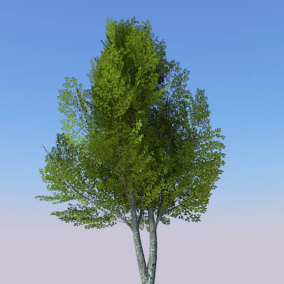 Generic tree with seasonal variations.. 