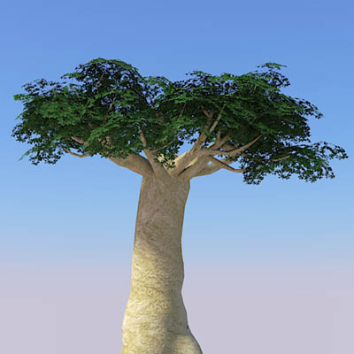 Four baobab trees, ranging approx. from 40' to 80'.... 