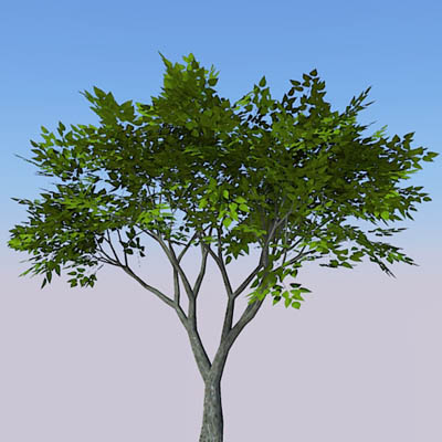 Small generic tree (9-10ft) with four seasonal var.... 