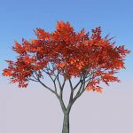 Small generic tree (9-10ft) with four seasonal var...