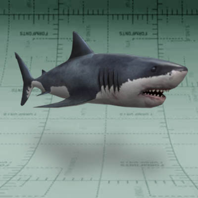 A shark, approximate length 8ft.. 