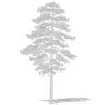 CAD style red pine tree. 40' / 12 m.