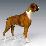 A boxer in walk pose.
