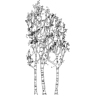 Stand of silver birches in sketchy graphic style. 