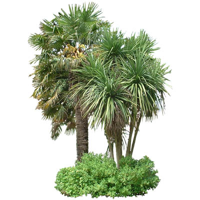 Small group comprising Chusan palm (trachycarpus f.... 