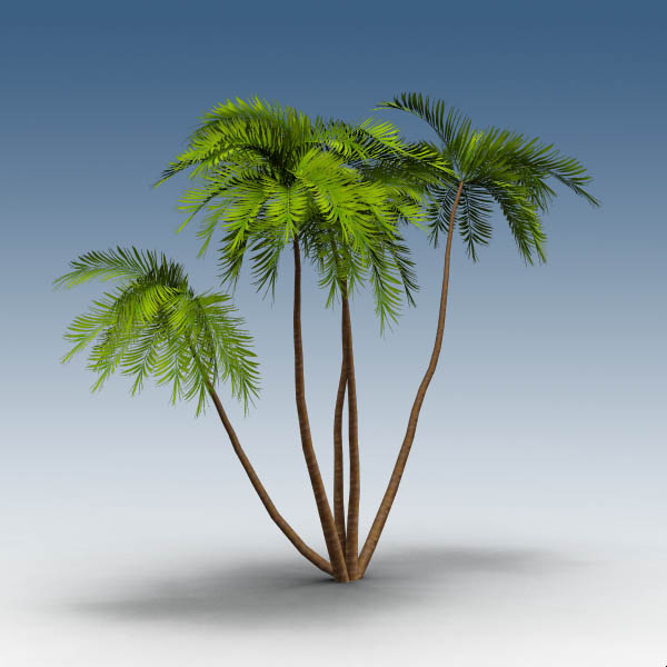A clump of five palm trees. 