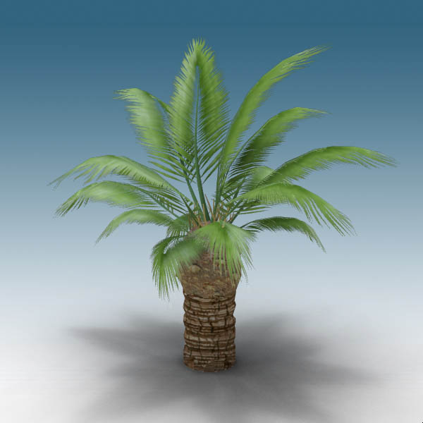 Two young examples of Canary Island 
date palm (P.... 