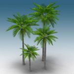 Queen palm, Syagrus romanzoffiana. 
Four sizes ra...