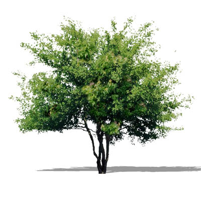Amur Maple (Acer ginnala) approx 12' / 4 m high. 