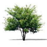 Amur Maple (Acer ginnala) approx 12' / 4 m high