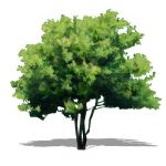 NPR version of Amur Maple (Acer ginnala) approx 15...