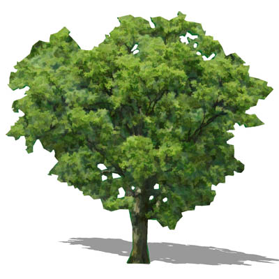 NPR generic deciduous tree. 