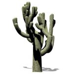 Cholla cactus (genus Opuntia), about 12' / 4m high