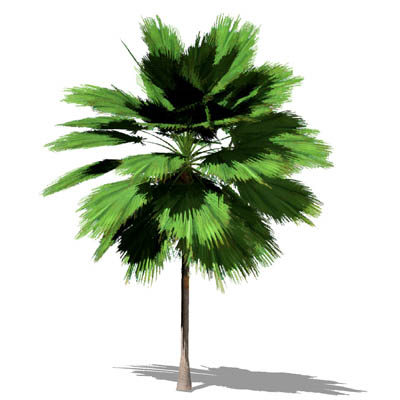 Small NPR Mexican Fan Palm (Washingtonia robusta);.... 
