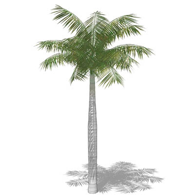 Royal Palm (Roystonea regia) approx 40' / 12 m hig.... 