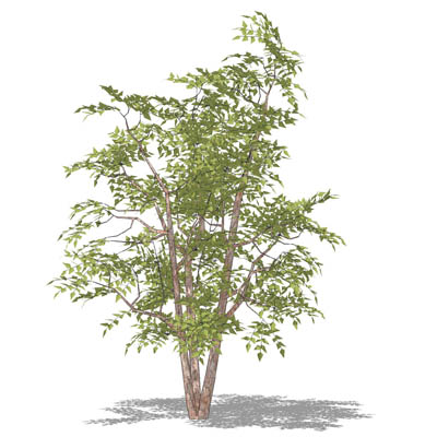 Multi-stemmed River Birch (Betula nigra) approx 15.... 