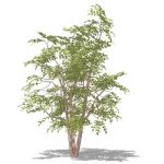 Multi-stemmed River Birch (Betula nigra) approx 15...