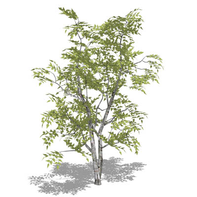Silver Birch (Betula pendula) with bifurcated trun.... 