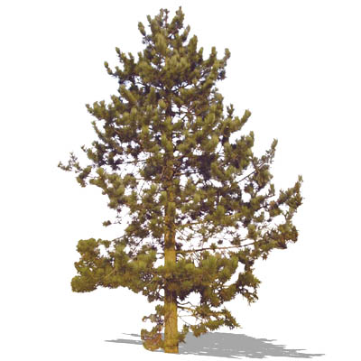 Austrian Pine (PInus nigra) approx. 60 ft / 20m hi.... 