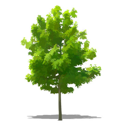 NPR non-specific deciduous tree; approx 20' / 6.5 .... 