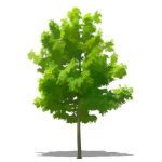 NPR non-specific deciduous tree; approx 20' / 6.5 ...