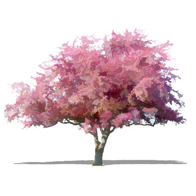NPR deciduous tree (ornamental cherry type). Appro.... 