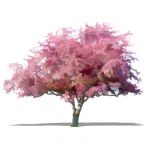 NPR deciduous tree (ornamental cherry type). Appro...