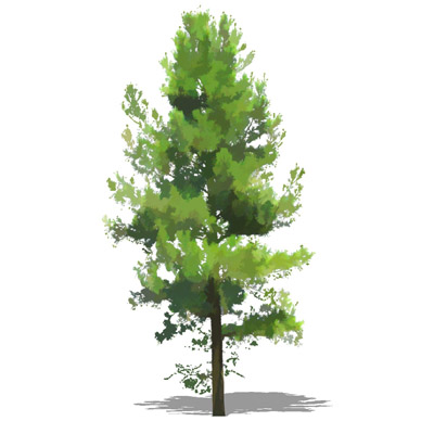 NPR non-specific conifer; approx 30' / 10m high.. 