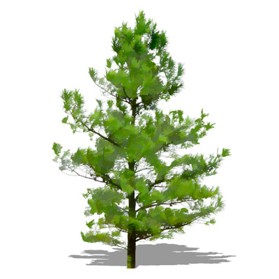 NPR non-specific conifer; approx 25' / 8m high.. 