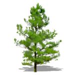 NPR non-specific conifer; approx 25' / 8m high.