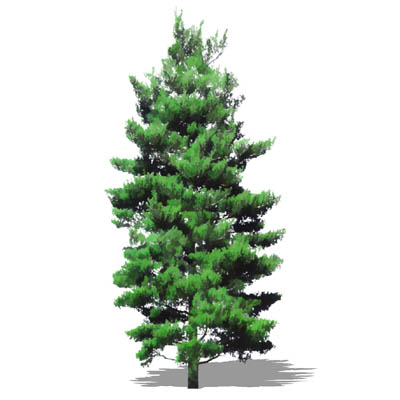 NPR non-specific conifer; approx 40' /12.5m high. 