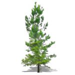 NPR non-specific conifer; approx 15' / 5m high.