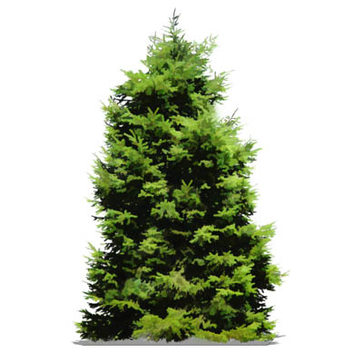 NPR non-specific conifer; approx 20' / 6.5m high. 