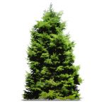 NPR non-specific conifer; approx 20' / 6.5m high