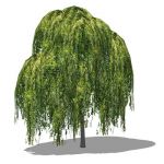 Medium poly Weeping Willow (Salix babylonica); app...
