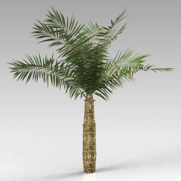 A small palm, approximately 4m (14 ft) tall. 