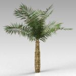 A small palm, approximately 4m (14 ft) tall
