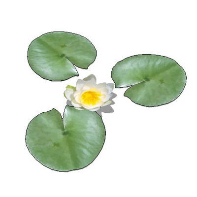 Fragrant water lily (Nymphaea odorata).
Low polyg.... 