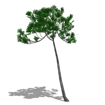 Stone Pine / Umbrella Pine (Pinus pinea). 
