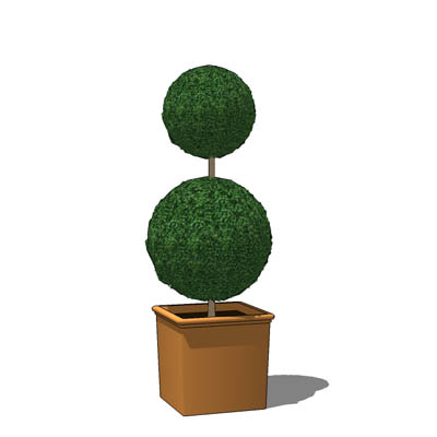 A selection of small box topiary. 