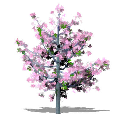 Cherry tree 3D Model - FormFonts 3D Models & Textures